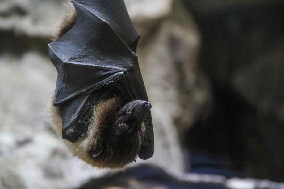 Chauve-souris dans la maison régulièrement : quelle signification ?-Lampe Gras