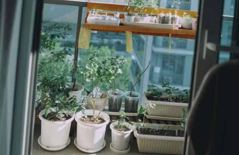Améliorez l’environnement de vos plantes Lampe Gras Améliorez l’environnement de vos plantes Lampe Gras