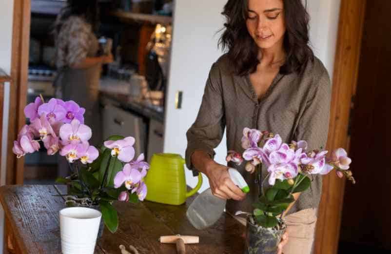 Comment arroser une orchidée en hiver sans l’abîmer ? Lampe Gras