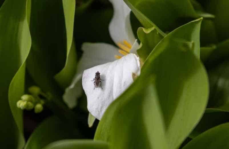 Moucherons dans les plantes d’intérieur : que faire pour s’en débarrasser ? Lampe Gras
