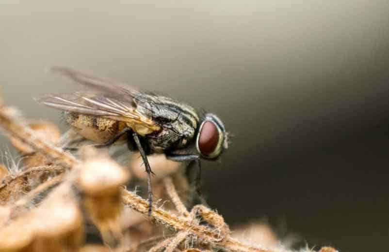Pourquoi les moucherons apparaissent dans les plantes d’intérieur ? Lampe Gras Pourquoi les moucherons apparaissent dans les plantes d’intérieur ? Lampe Gras